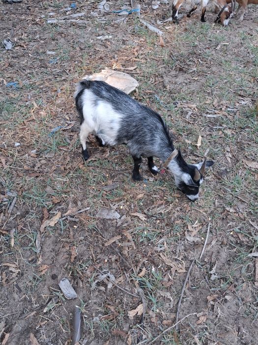 Cabras cheias anãs