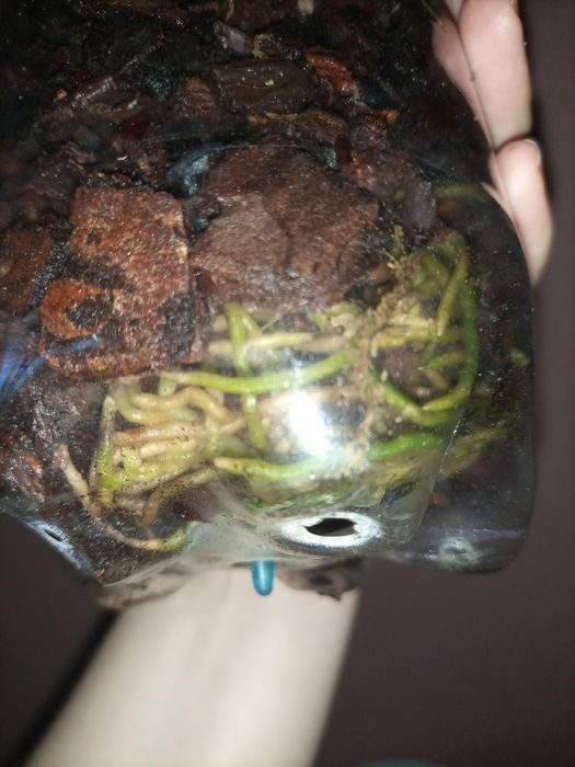 Орхідея Golf Green “Hair Pig” (Cattleya Moscombe x Brassavola digbyana