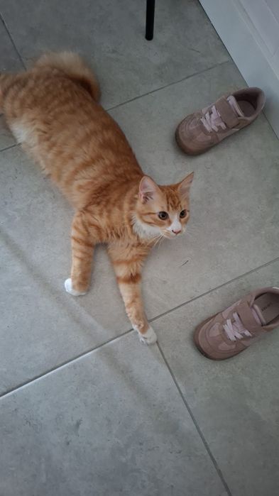 Dou gato com 5 meses