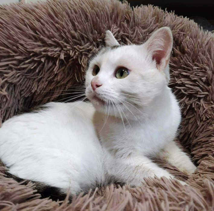 Ласкавий котик у добрі руки