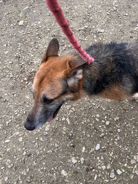 Dono faleceu e lá fui eu posto na rua .