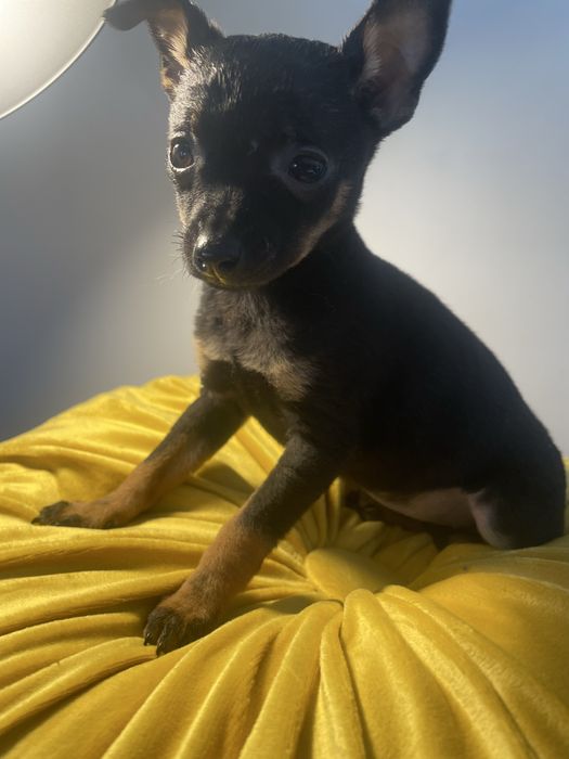 Pinczer  miniaturowy  pies suczka miniaturka