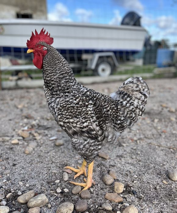 Galo da raça pedrês português