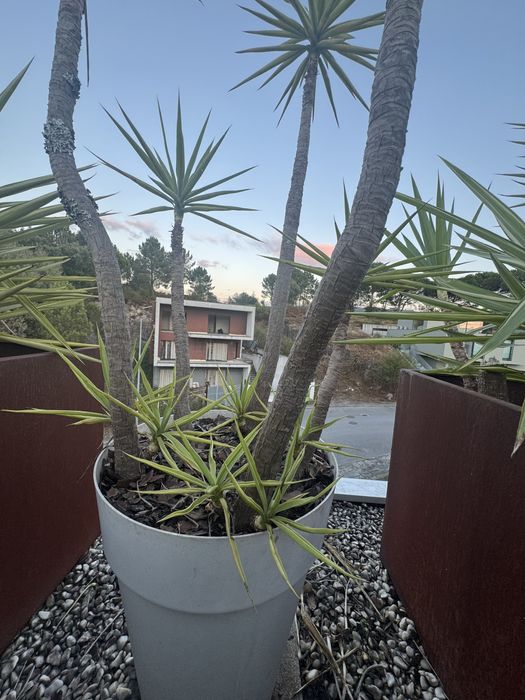 Plantas em com vaso (tenho 12)  preco unitario