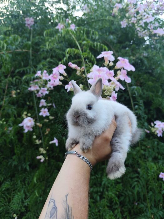 Coelhos anões bebés super meigos!