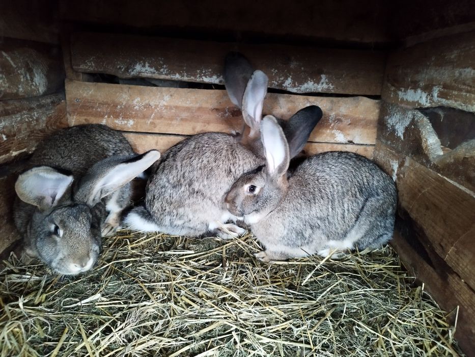 Do sprzedania samice królika