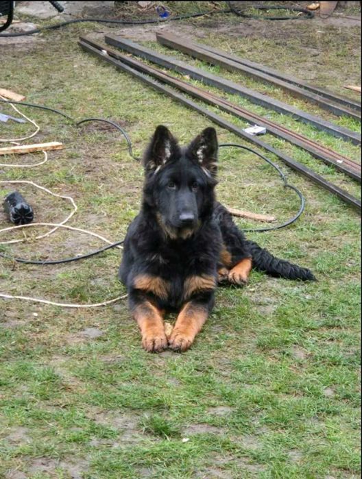 Щенки длинношерстной немецкой овчарки. Питомник Shaggy-covey.