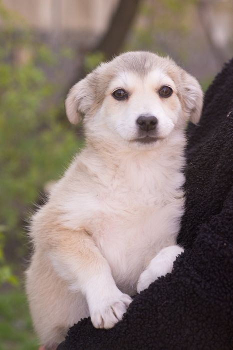 Щенок девочка ищет доброго хозяина