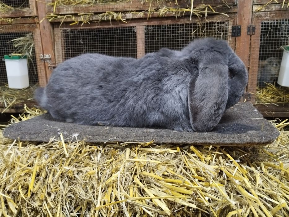 Francuski Baran Niebieski