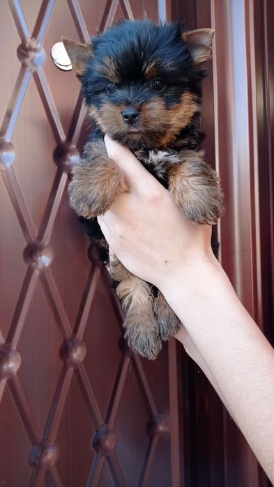 Неотразимая Девочка Йорик