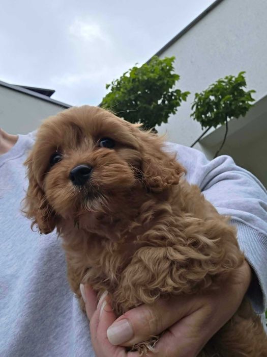 Cavapoo chłopczyk