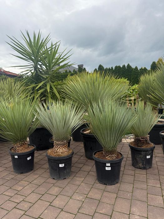 Yucca Rostrata - Juka mrozoodporna | EGZOTYKA | Ogród | Taras | HIT