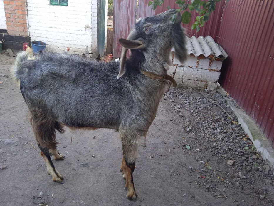 Продаю породістого Цапа