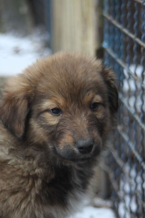 Щенок ищет дом !