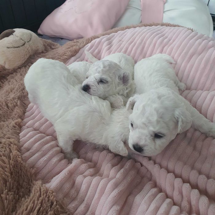 Szczeniaczek Bichon Frise