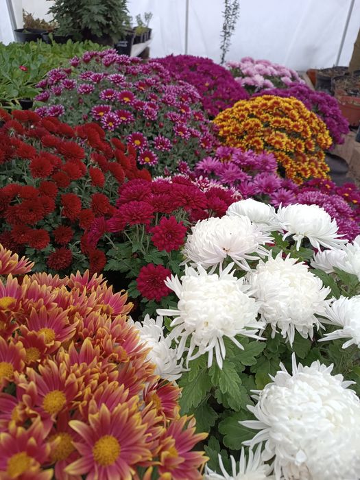 Хризантема мультифлора живці