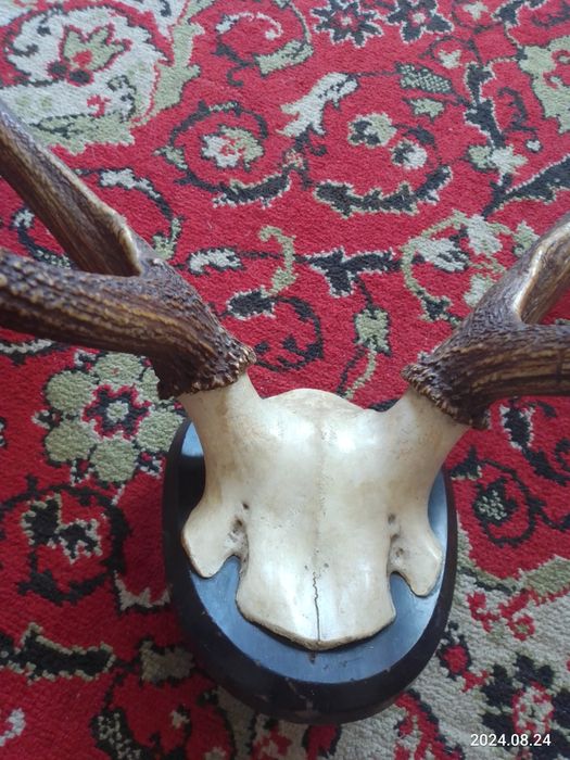 Настенные рога оленя