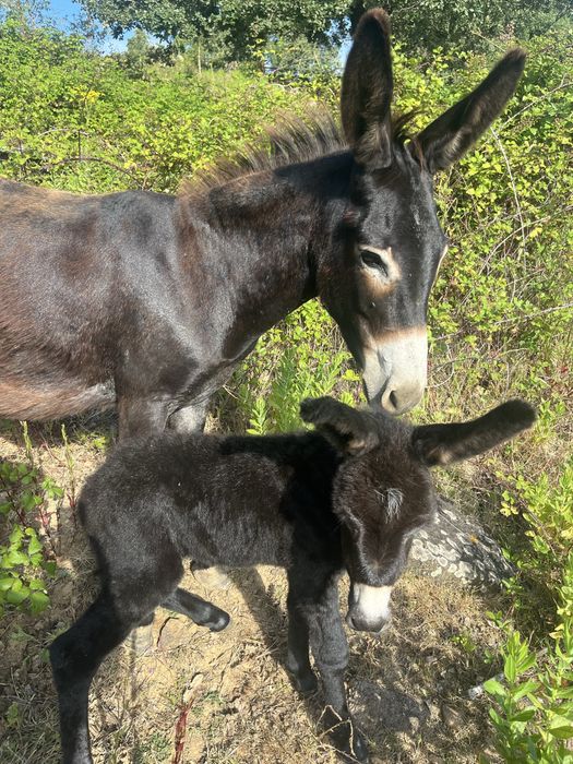 Burrinha parida pequena cerca de 1,15m