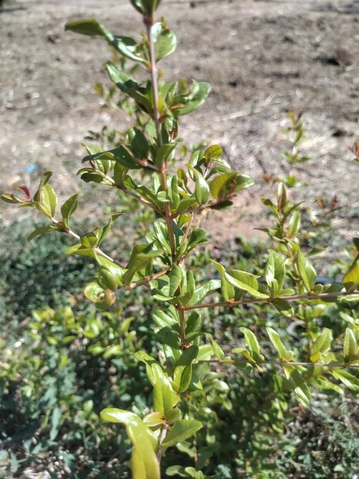 Terreno Rústico Vedado