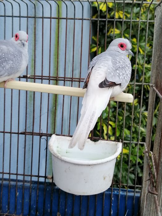 Rolas Diamante (2 machos)