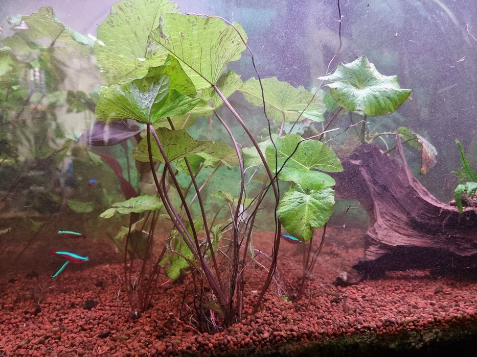 Lotos zielony,  sprzedam