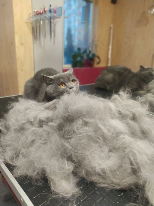 Грумінг собак та котиків