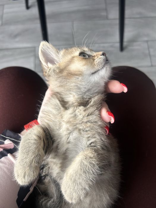 Piekny kocurek brytyjski