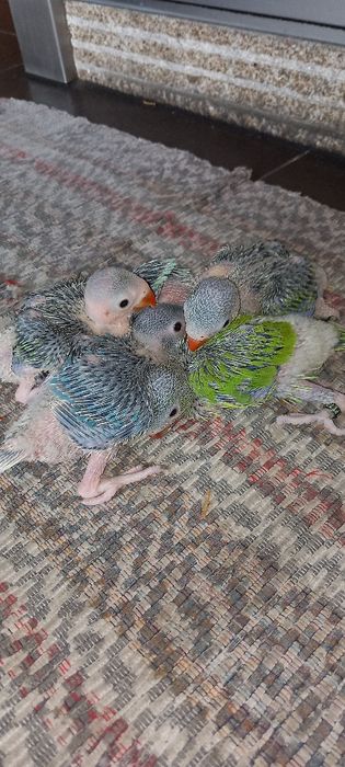 Ring necks  criados há mão