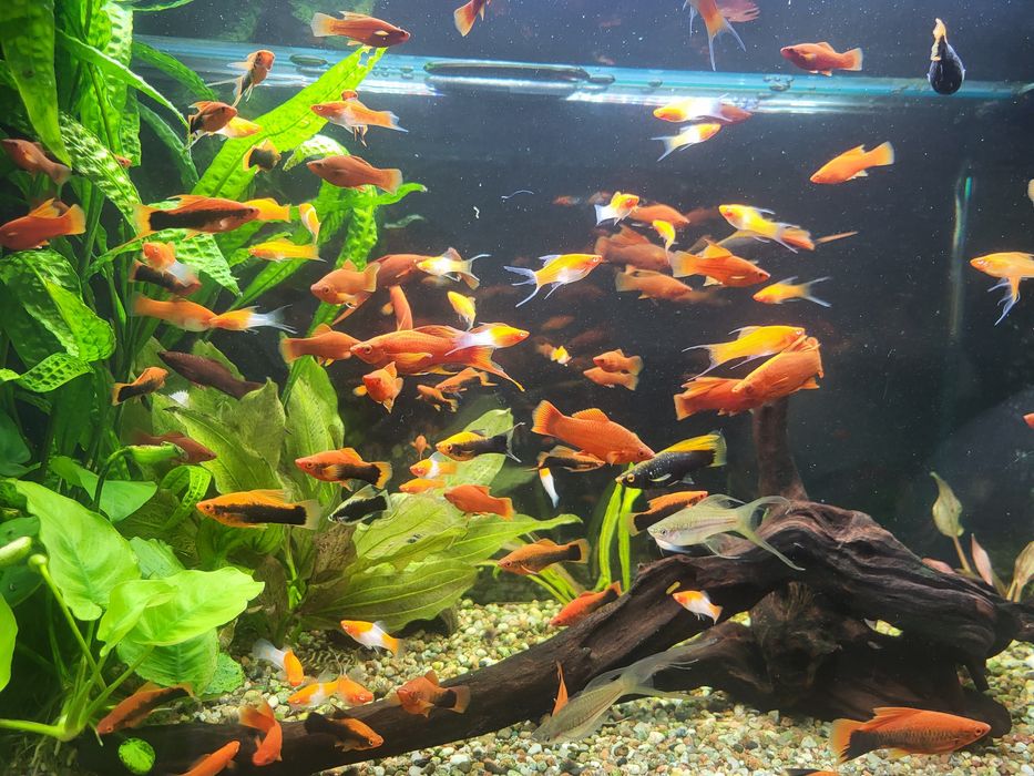 Na Sprzedaż- Mieczyki(Delta,Koi),Glonojady!!!