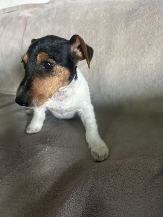 Jack russell terrier