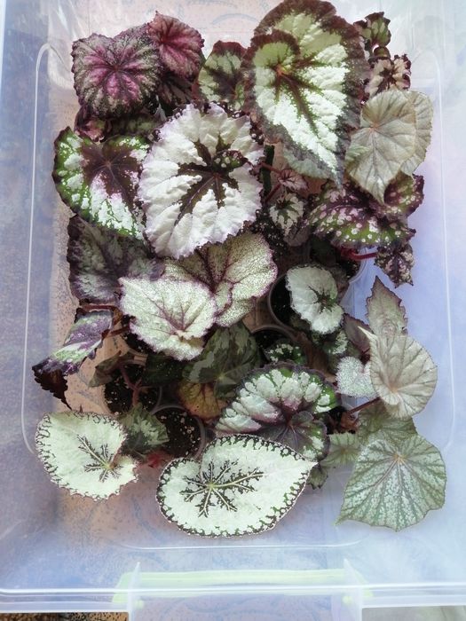 Продам  декоративно-лиственные бегонии.