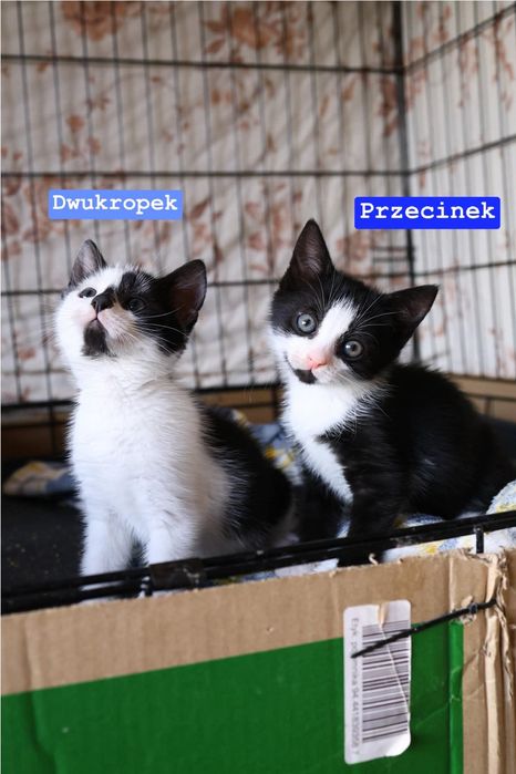 Rozkoszne maluchy do pokochania !!