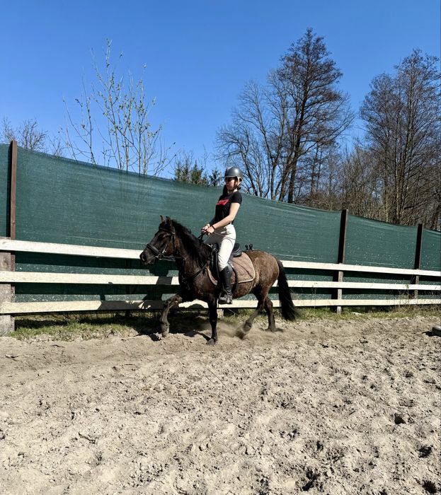 Kuc, KN, pod siodło