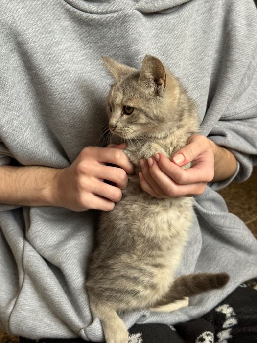 Кошенята хлопчики