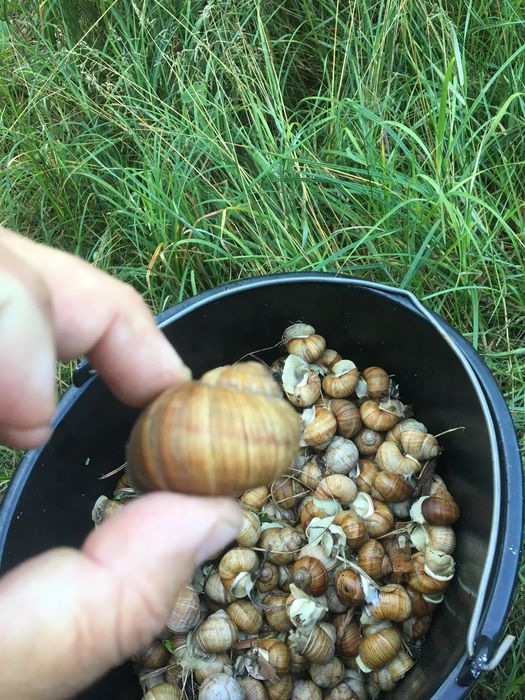 Улитка виноградная равлик