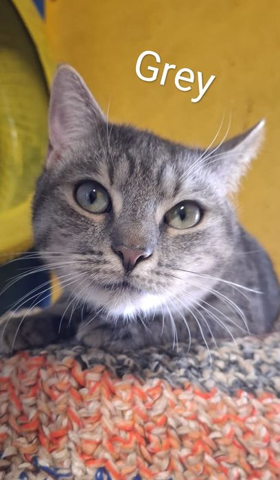 Schroniskowe kociaki polecają się do adopcji