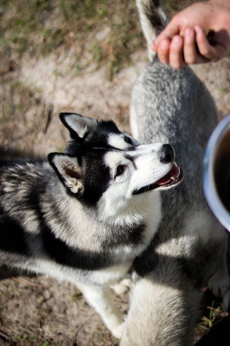Husky Siberiano com LOP - Iaspis