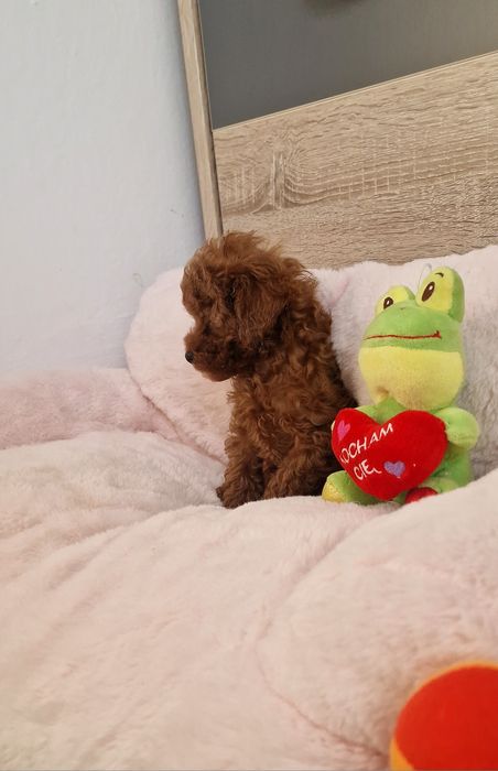 Pudel toy,  suczka,  red-brown