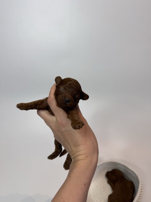 Toy pudel teacup