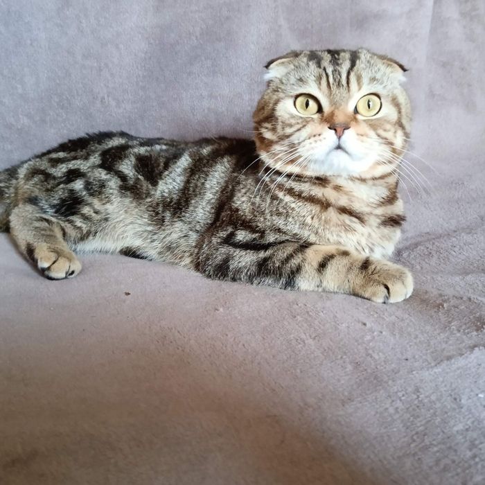 Скотиш фолд котик
