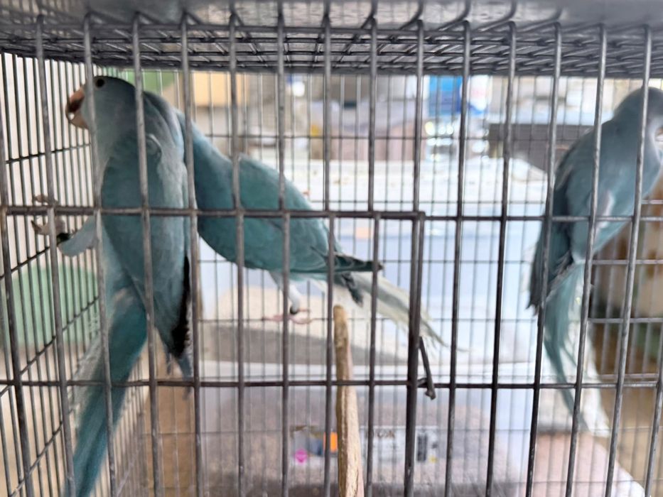 Vendo casais de aves
