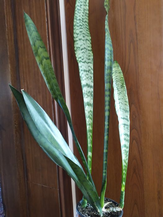 Доросла сансевієрія