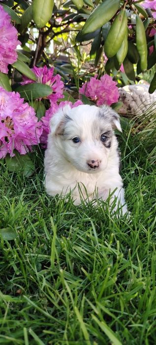 Szczeniak Bolder Collie