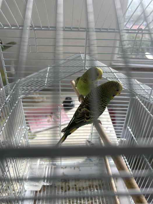 Casal de dois periquitos