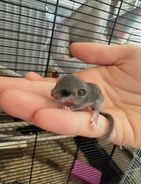 Popielice Afrykańskie (mini wiewiórki)