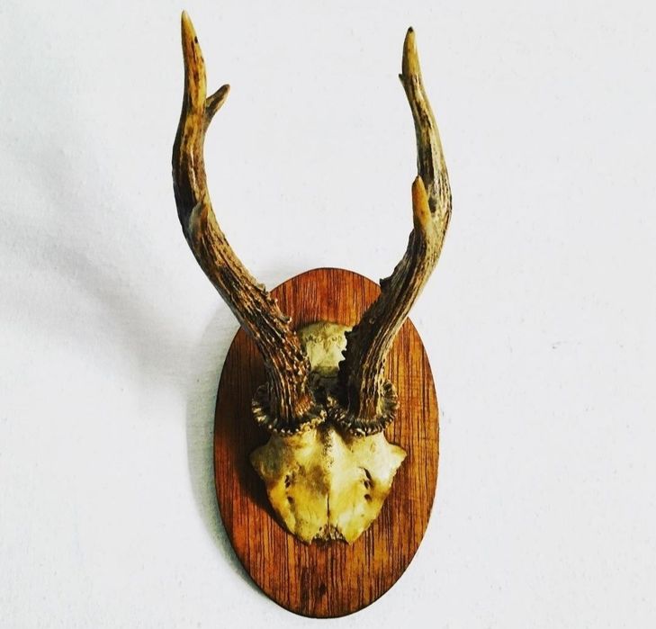 Настенные Рога Разных Диких Животных