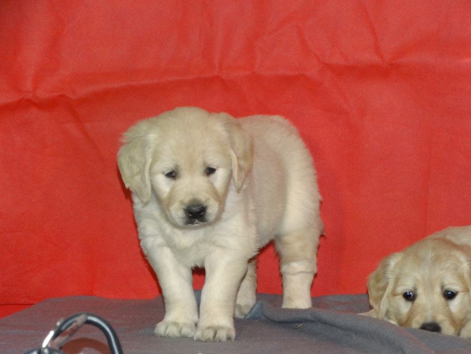 Golden retriever piesek jasno złoty