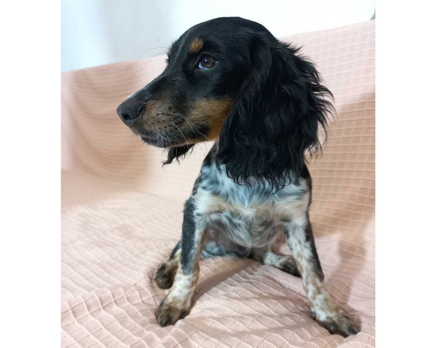 Цуценя РМС руський мисливський спаніель російський спанієль 4 міс ТЕТІ