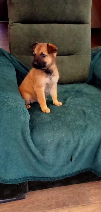 Owczarek belgijski 7 tyg