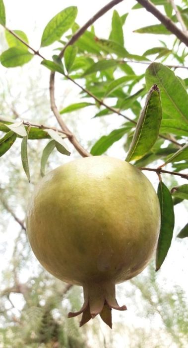Frutas e legumes da época: Romãs, Marmelos, Maçãs,  Pêras...